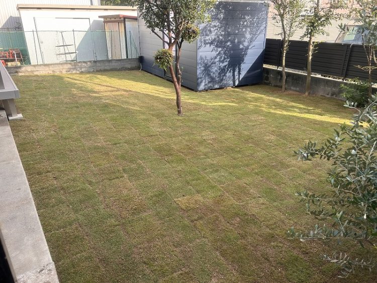 天然芝貼り　完成１