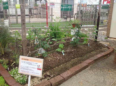 ハマニグリ-ンパ－ク（有）展示場家庭菜園