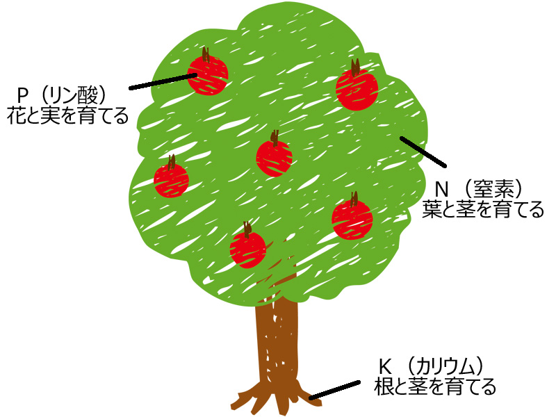 肥料をあげましょう