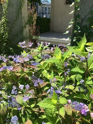 ハマニグリーンパーク展示場の植物達をご紹介します　浜松市