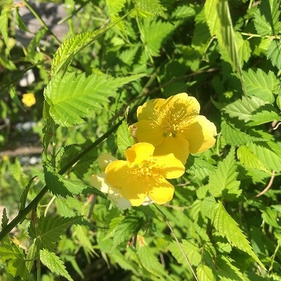 続ハマニグリーンパーク展示場の花々をご紹介します　浜松市