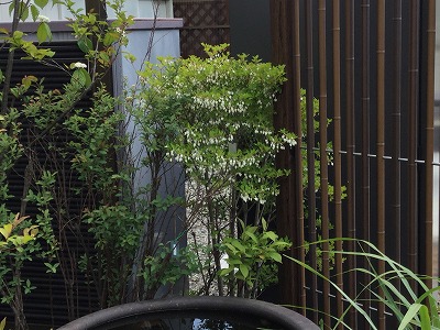 ドウダンツツジ　浜松市ハマニグリーンパーク展示場の植栽紹介