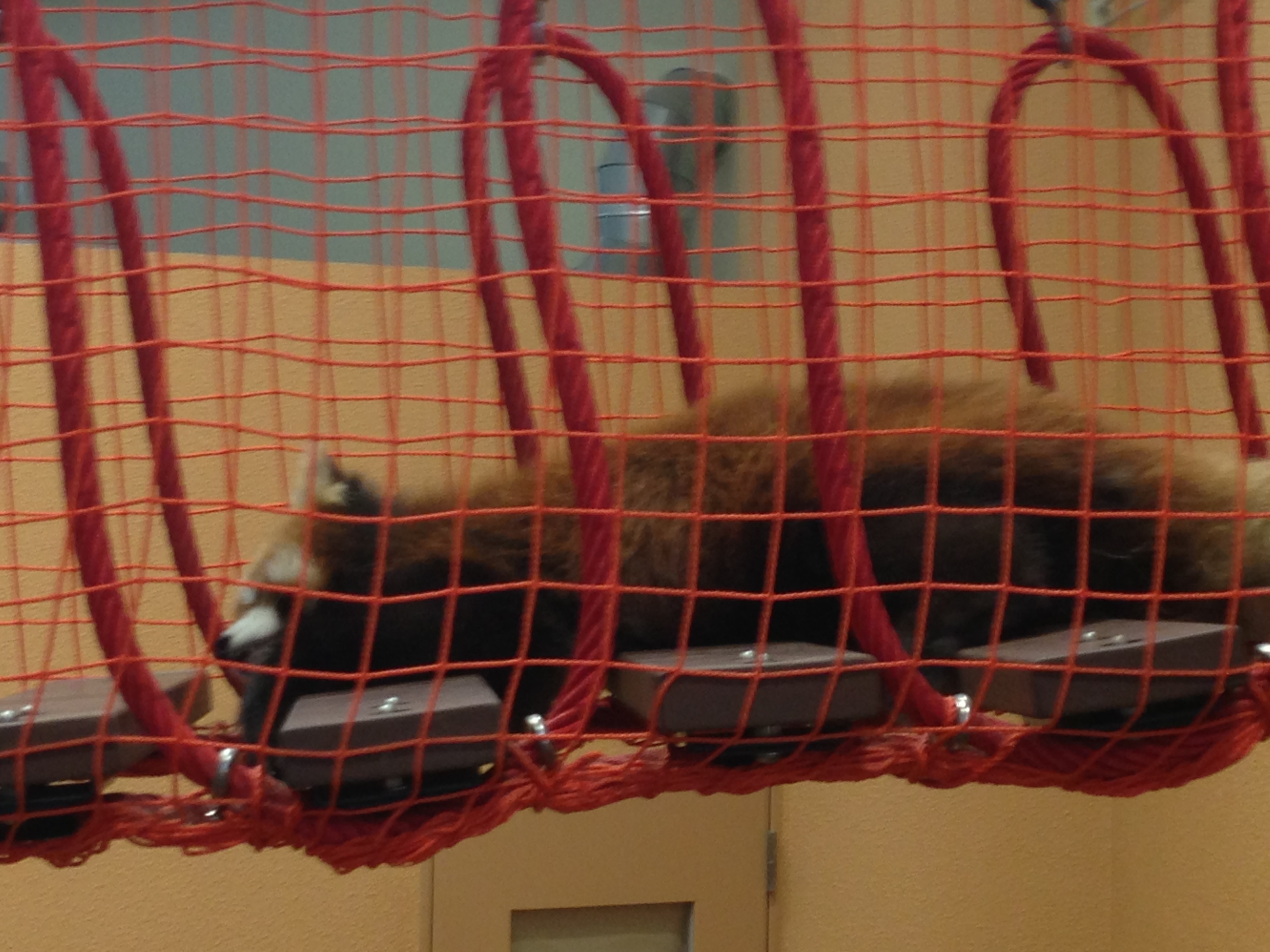 サツキ　－５月開花の植栽紹介－