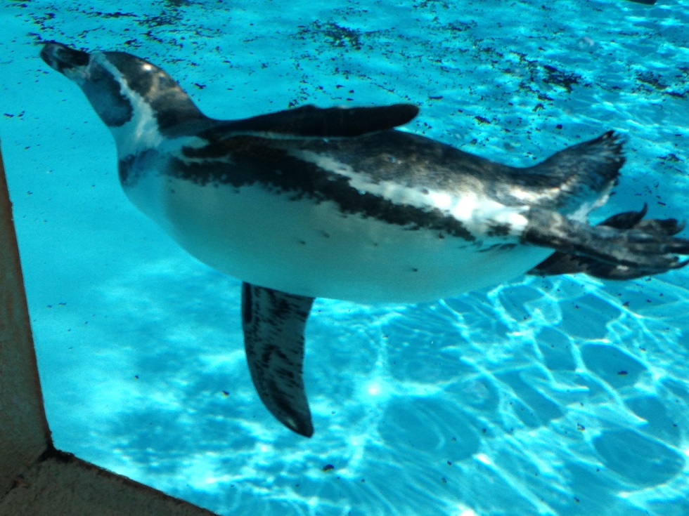 駐車場・アプローチ　アクセント　コンクリート洗い出し仕上げ