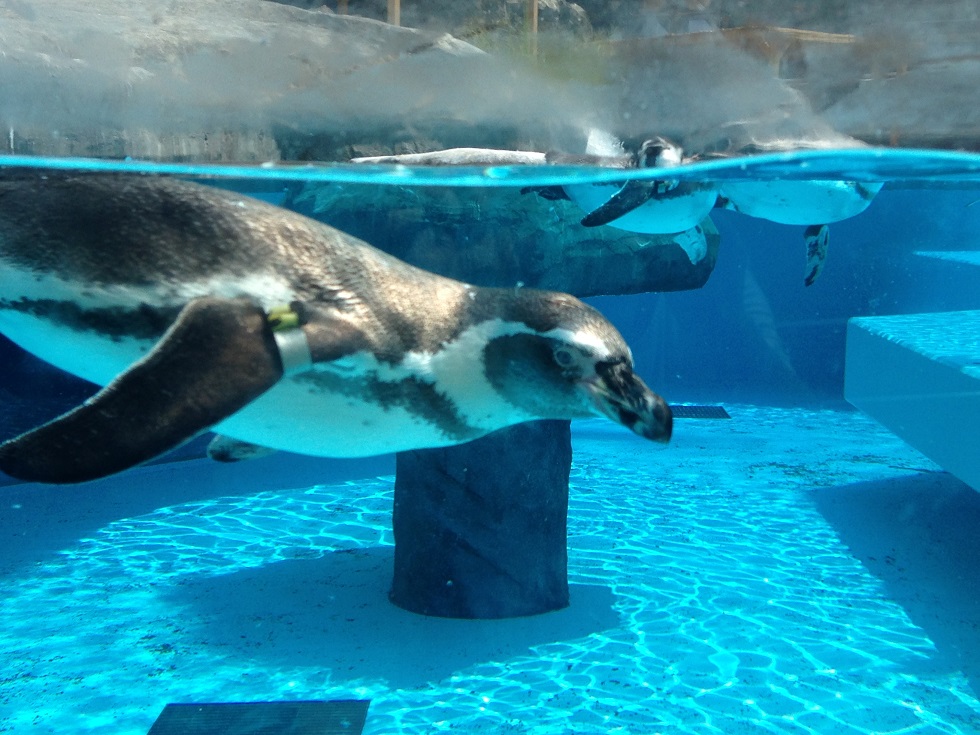 手すりを取り付けました