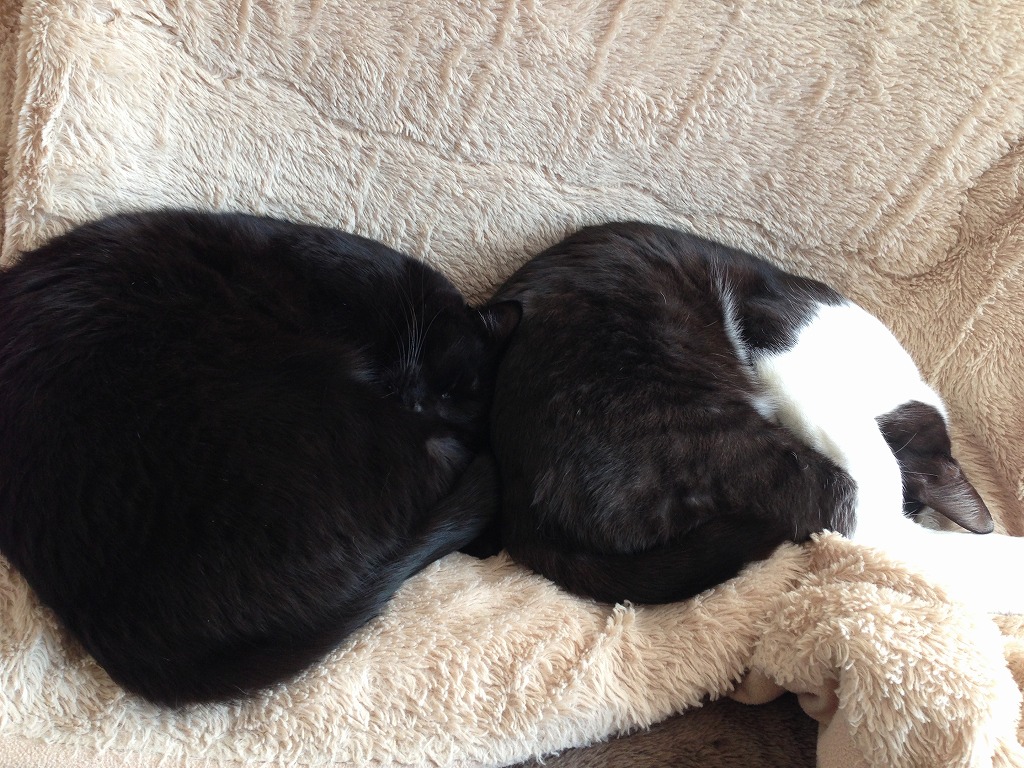 袖垣建仁寺こだわり竹