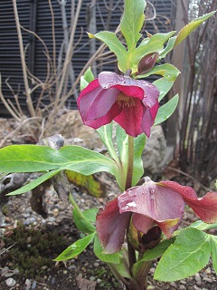 そろそろ春のお庭の準備にとりかかりましょう！