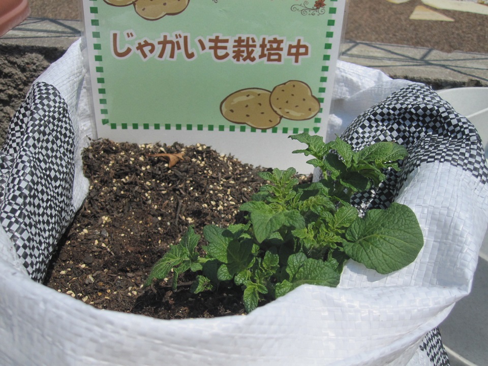 化粧砂利の洗い出し仕上げ②