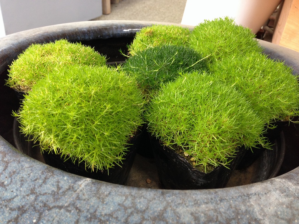 カーポートの屋根材を張替ました