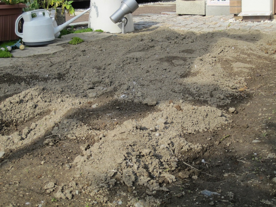 エクステリア展示場のレモンの木