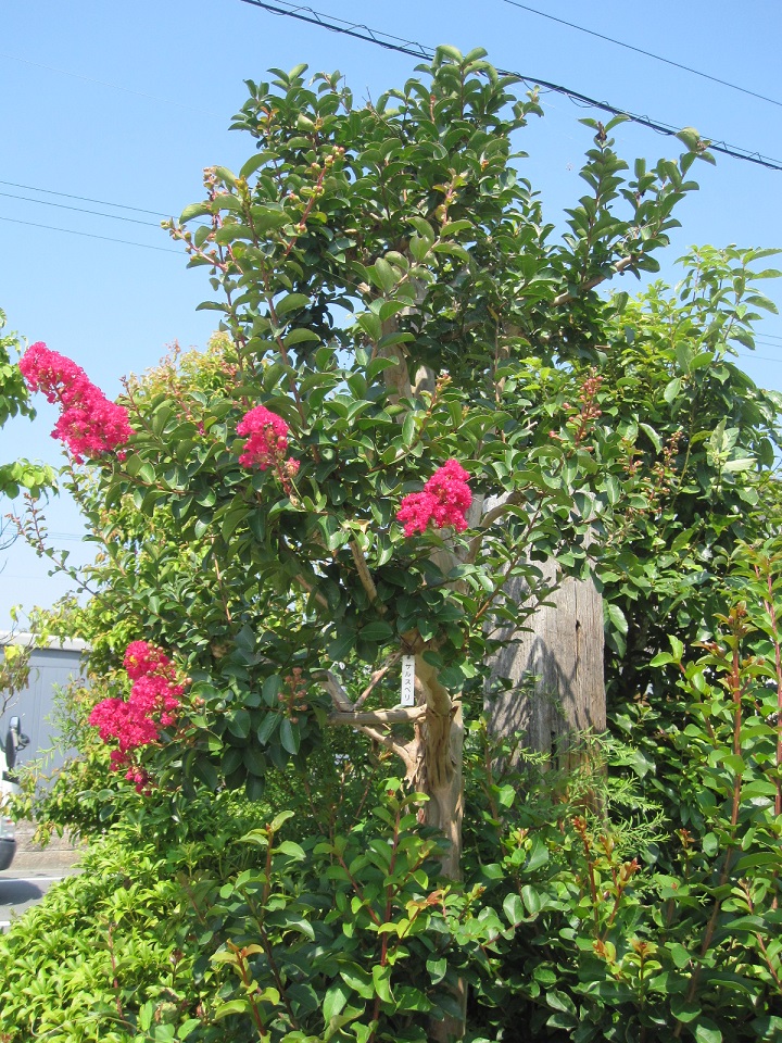 つるっつるのサルスベリ