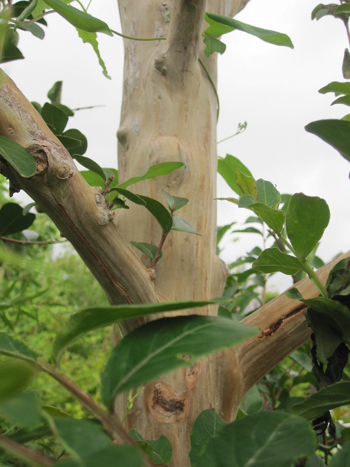 ソイルレンガピンコロ　ユニソン