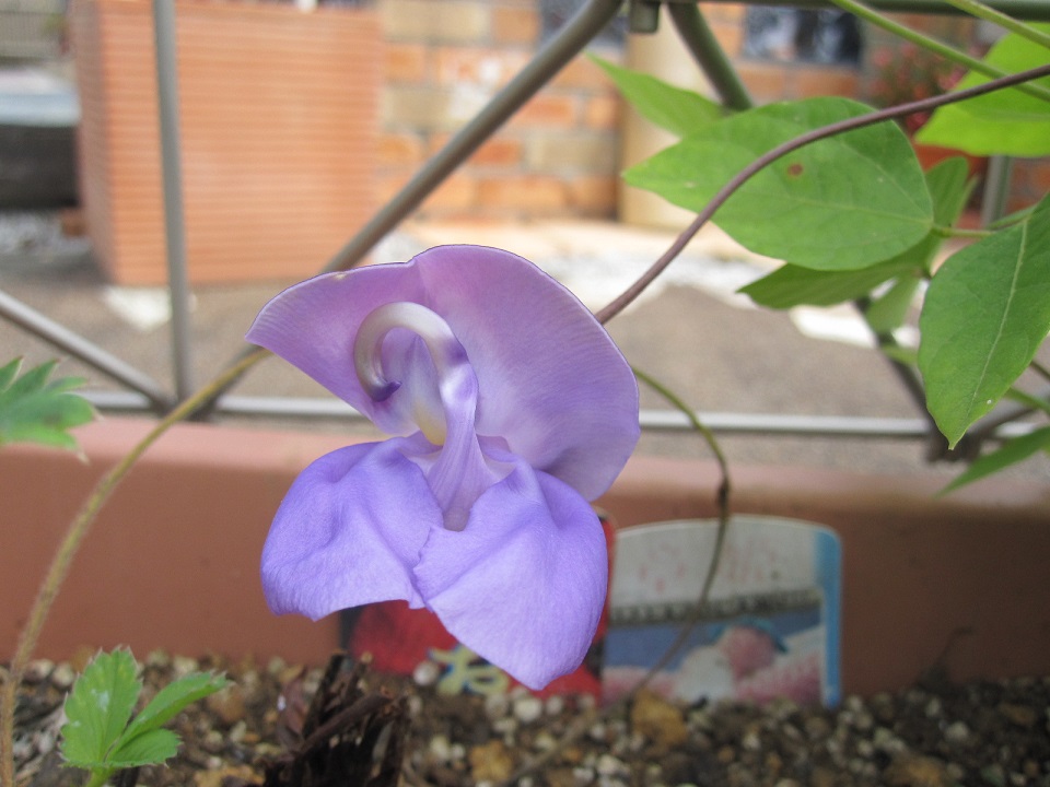 駐車スペースに配慮したエクステリア。　浜松市